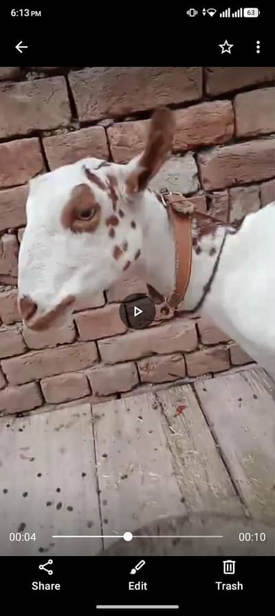 bandrii bakri Ghar ke pali hoi ha