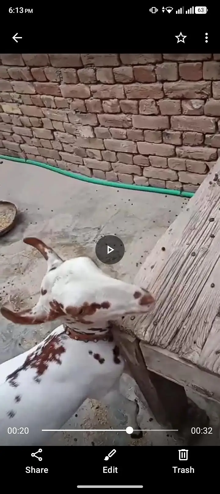 bandrii bakri Ghar ke pali hoi ha — photo 4