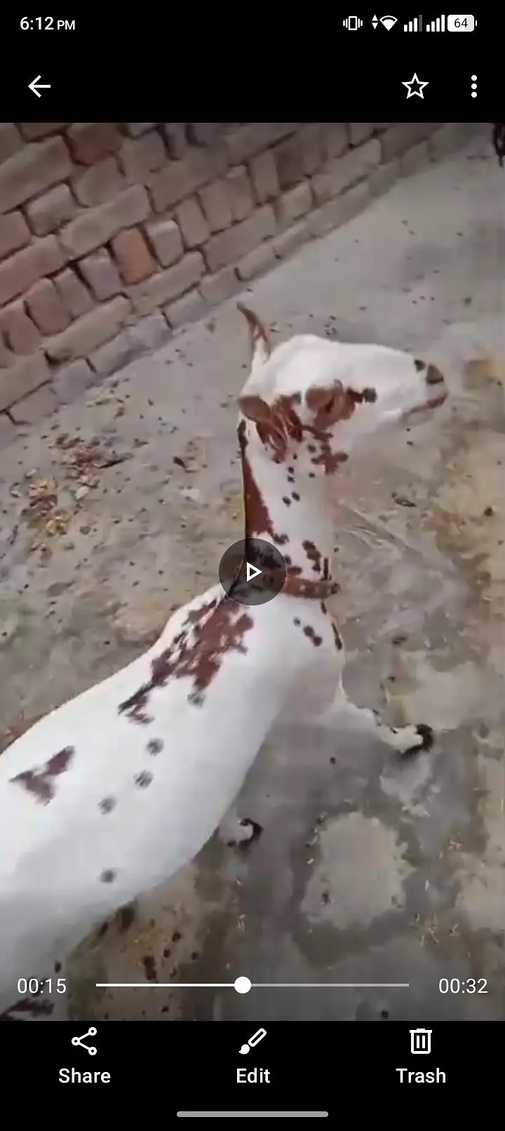 bandrii bakri Ghar ke pali hoi ha — photo 7