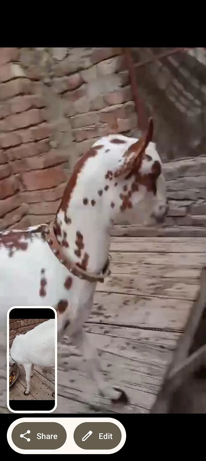 bandrii bakri Ghar ke pali hoi ha — photo 8