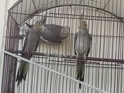 Beautiful Cockatiel parrot