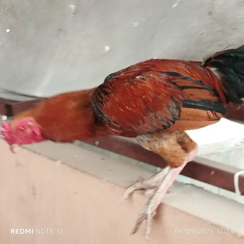Aseel male and females — photo 2