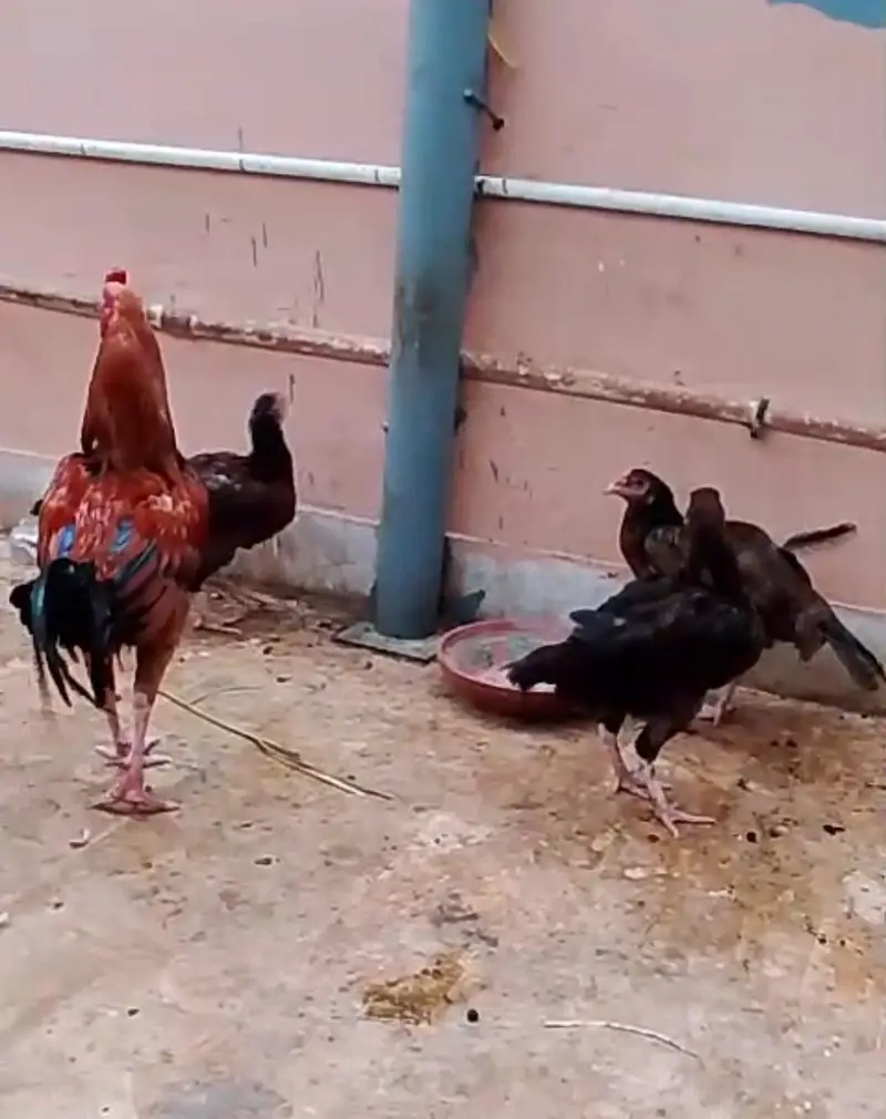 Aseel male and females — photo 3