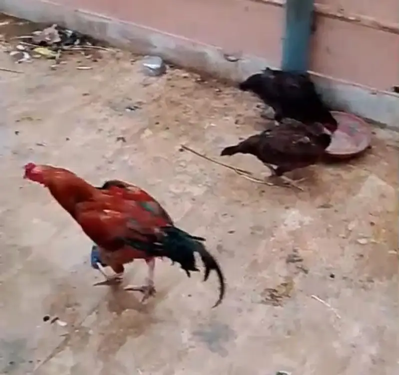 Aseel male and females — photo 4
