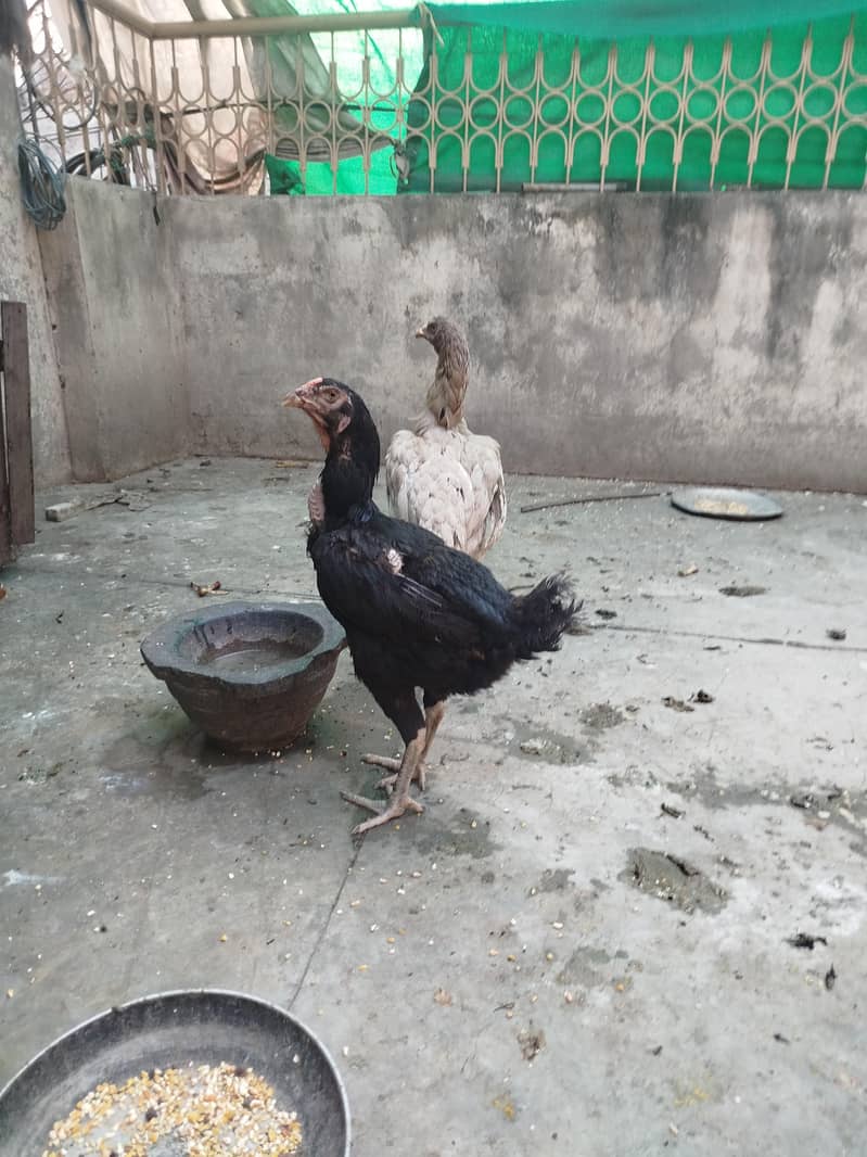 Aseel Hens 0