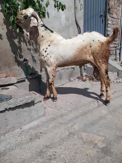 Makhi China Bakra