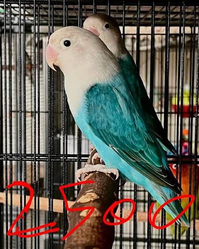 love birds contact Whatsapp 03288389369