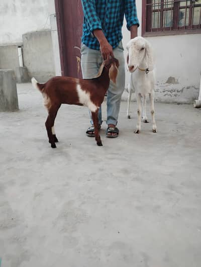 Goats for sale