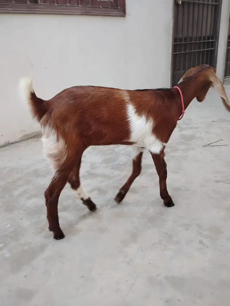 Goats for sale — photo 2