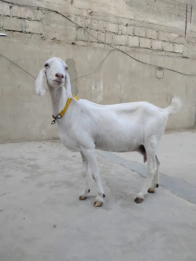 Goats for sale — photo 3