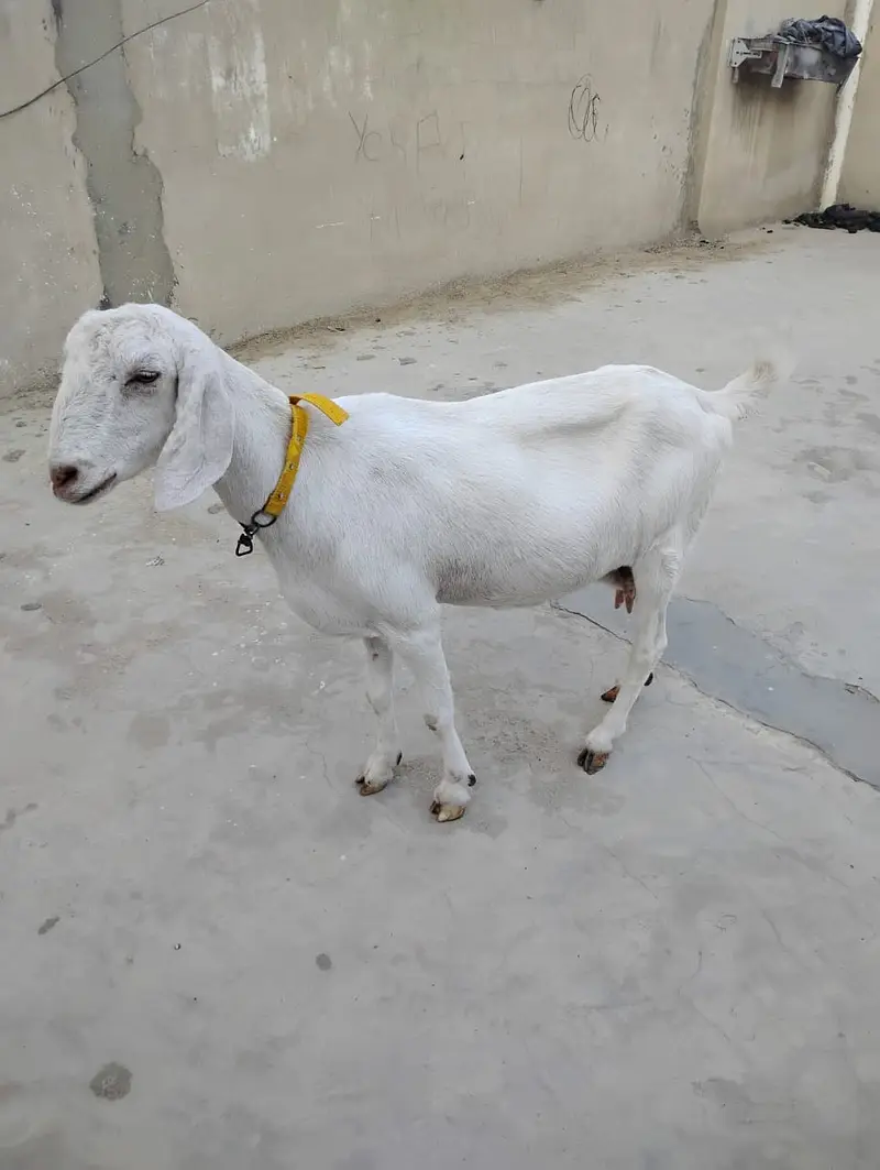 Goats for sale — photo 4