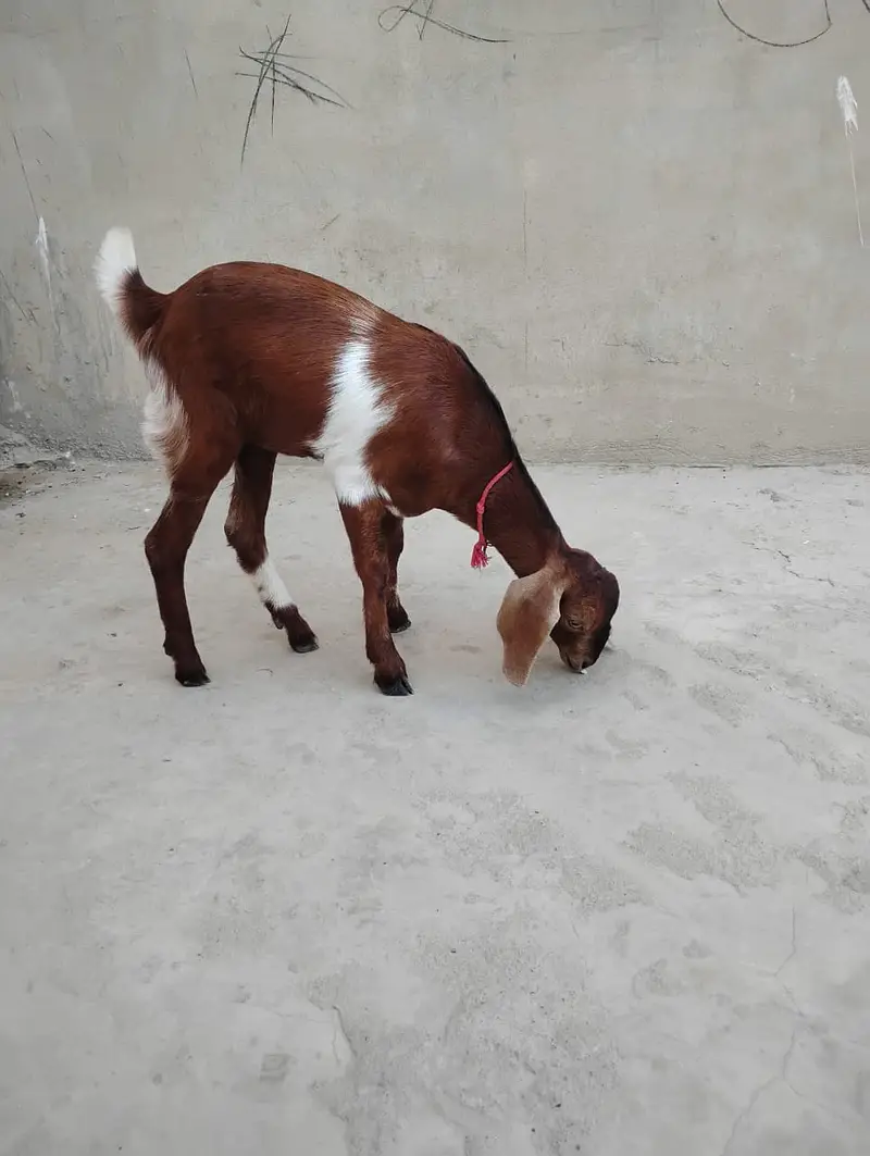 Goats for sale — photo 5