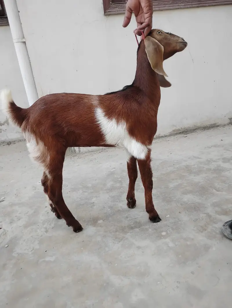 Goats for sale — photo 6