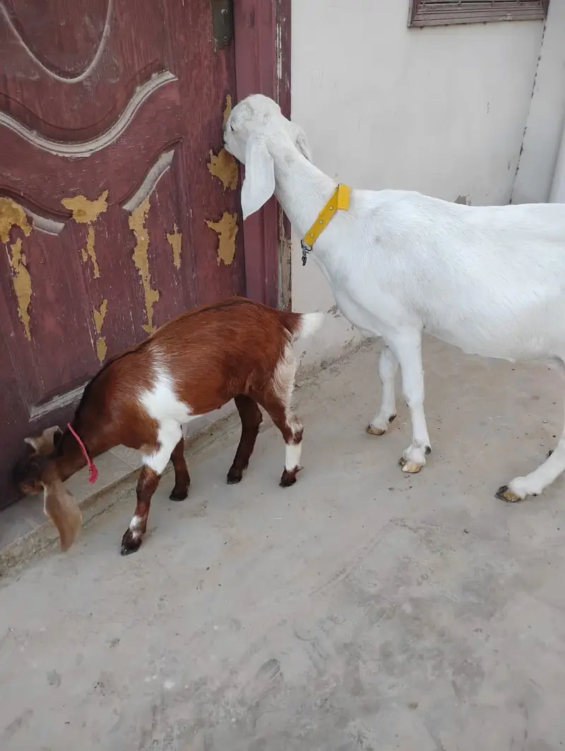 Goats for sale — photo 7