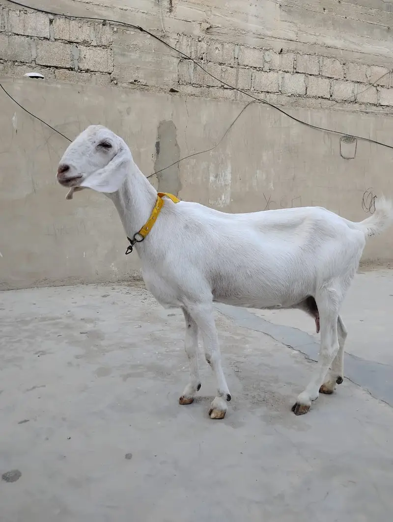Goats for sale — photo 8