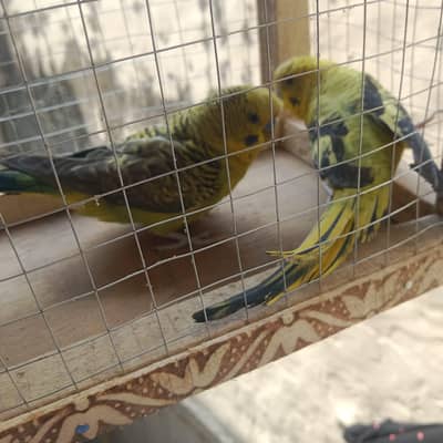 buggie black face ,black wing split hogo