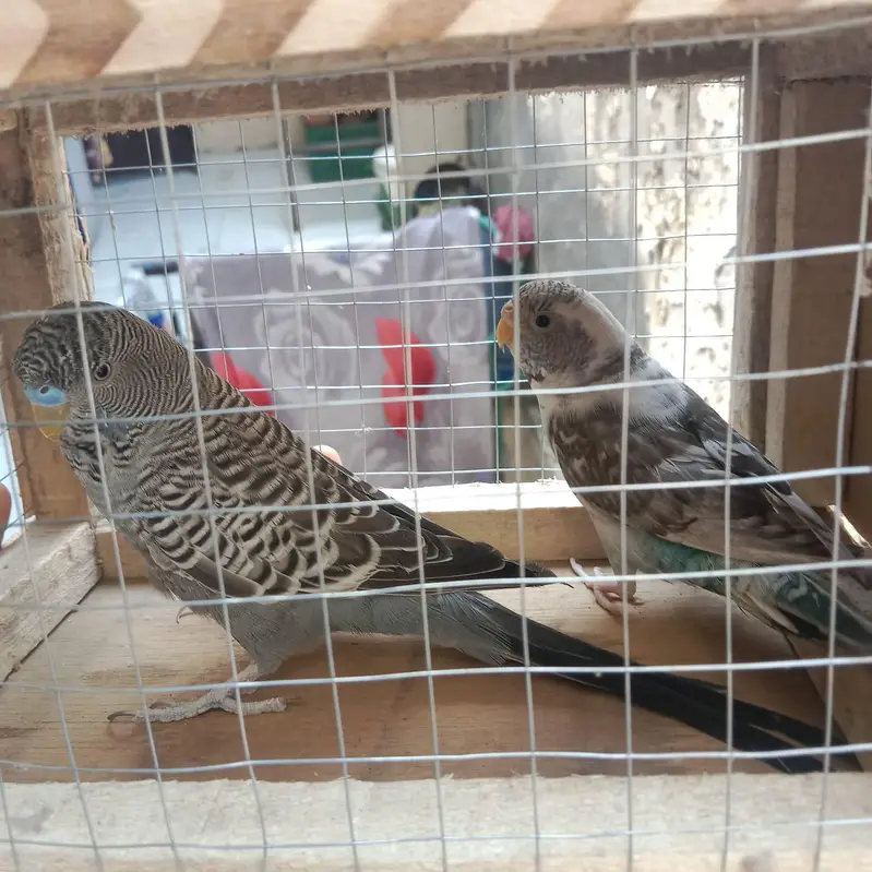 buggie black face ,black wing split hogo — photo 7