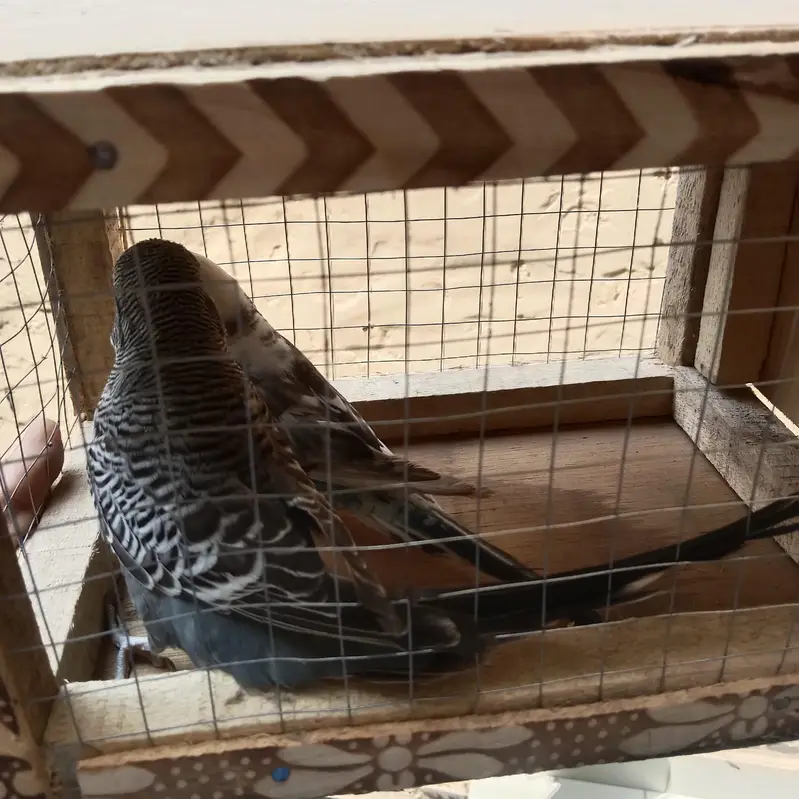 buggie black face ,black wing split hogo — photo 8