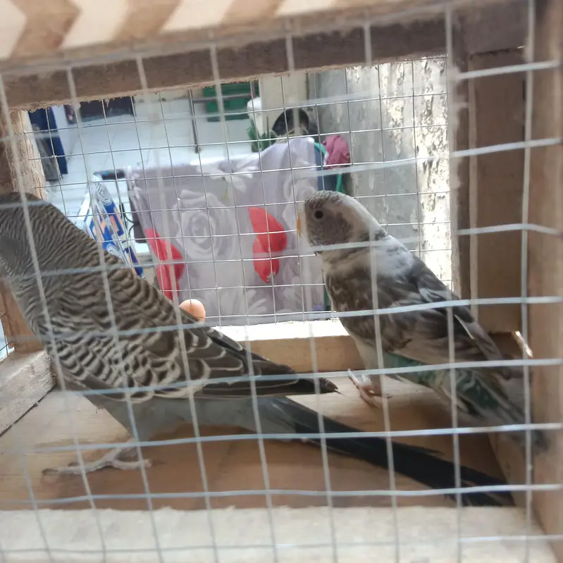 buggie black face ,black wing split hogo — photo 9