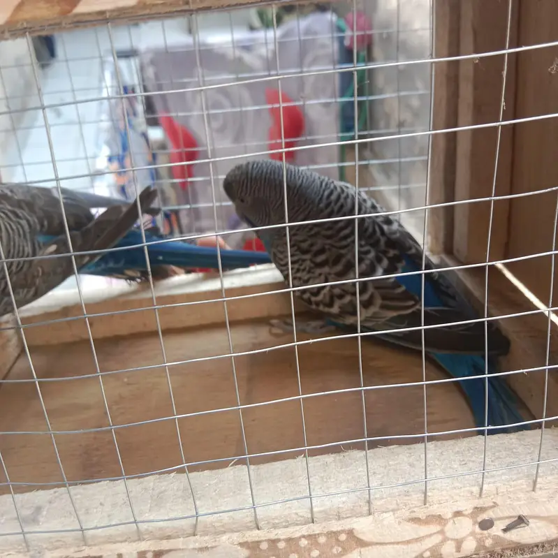 buggie black face ,black wing split hogo — photo 12