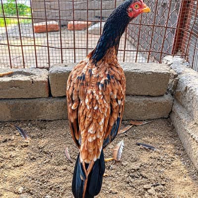 mianwali aseel murghi for sale