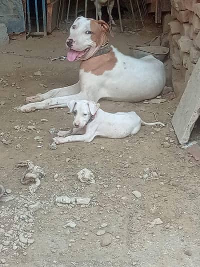 Dog gulter