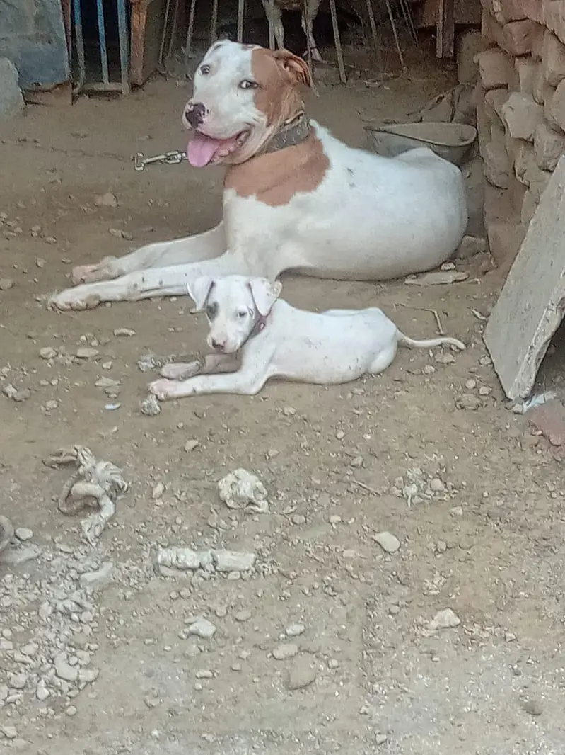 Dog gulter — photo 2
