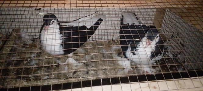 kabootar for sale location bahawalpur Islamic colony