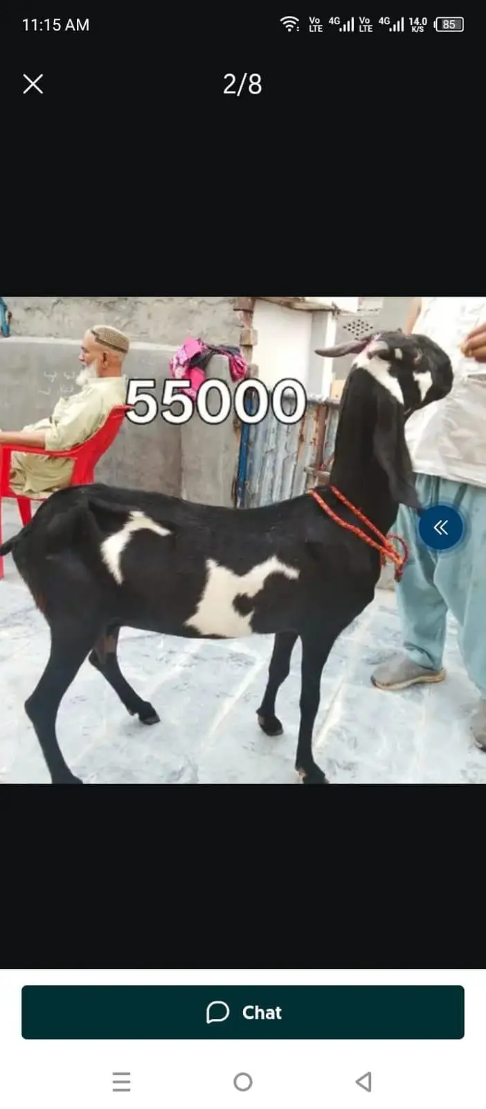 Goats available awla nasal khobsurat janwar — photo 2