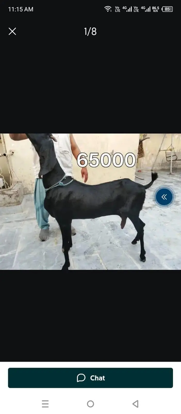 Goats available awla nasal khobsurat janwar — photo 3