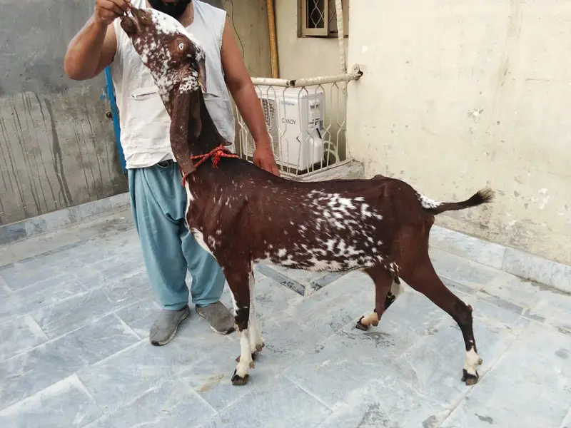Goats available awla nasal khobsurat janwar — photo 4