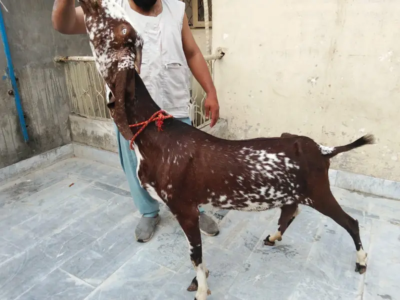 Goats available awla nasal khobsurat janwar — photo 5