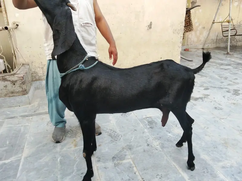 Goats available awla nasal khobsurat janwar — photo 6
