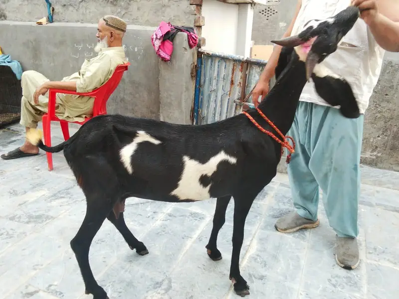 Goats available awla nasal khobsurat janwar — photo 7