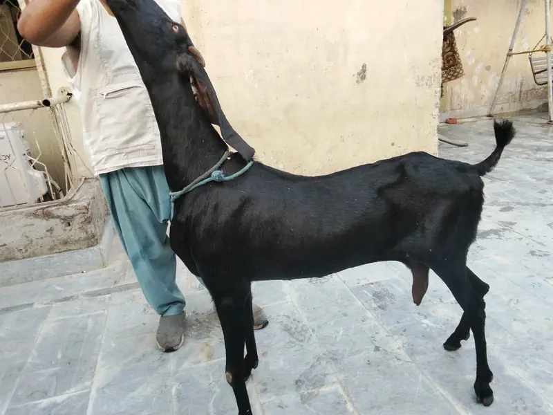 Goats available awla nasal khobsurat janwar — photo 8