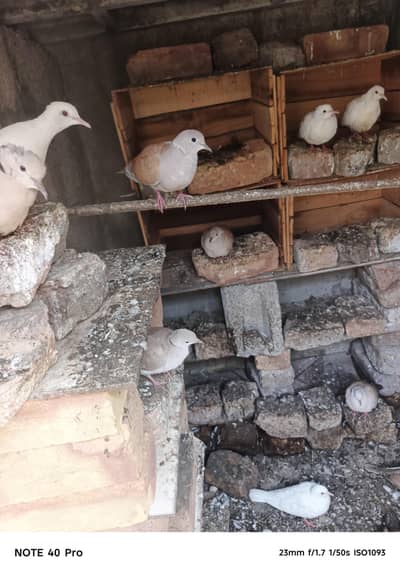 khumra  dove