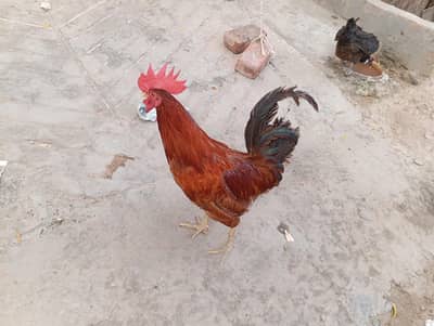 Murgay(Hens) 4 murgya 1 murga with pingera