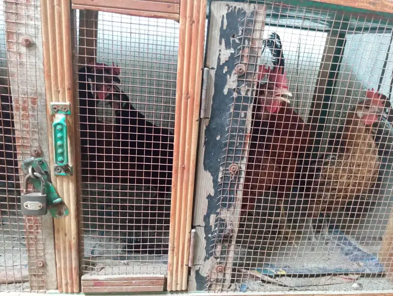Murgay(Hens) 4 murgia 1 murga with pingera — photo 3