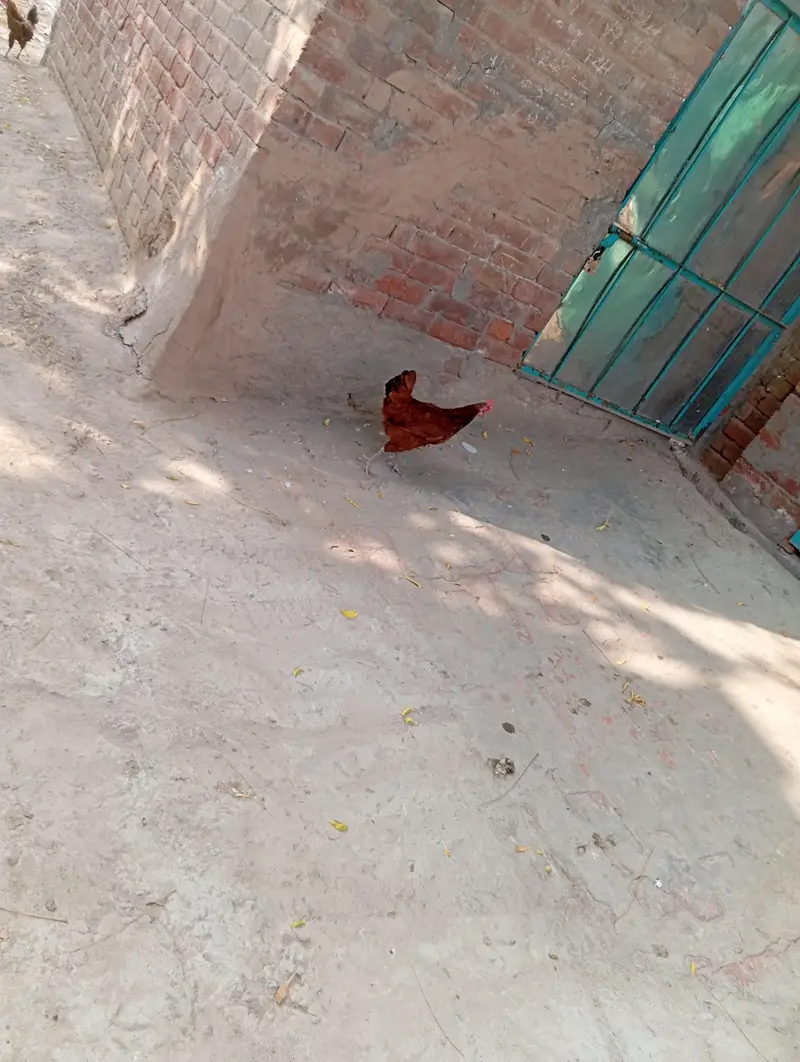 Murgay(Hens) 4 murgia 1 murga with pingera — photo 4