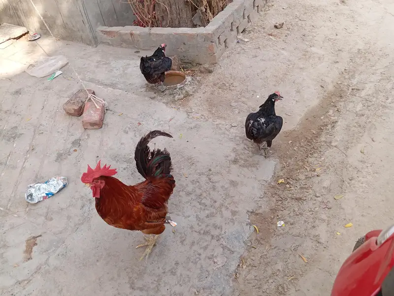 Murgay(Hens) 4 murgia 1 murga with pingera — photo 5