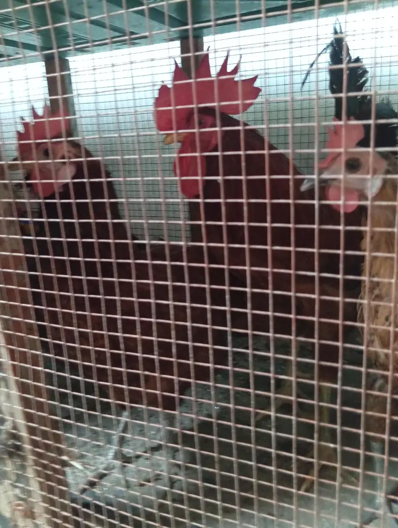 Murgay(Hens) 4 murgia 1 murga with pingera — photo 6
