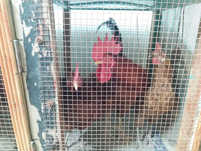 Murgay(Hens) 4 murgia 1 murga with pingera — photo 8