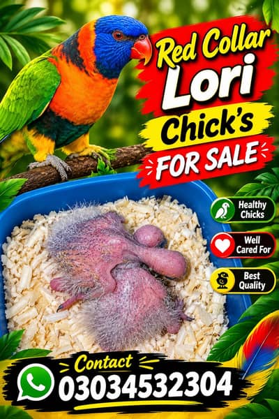 red collar Lori chick's