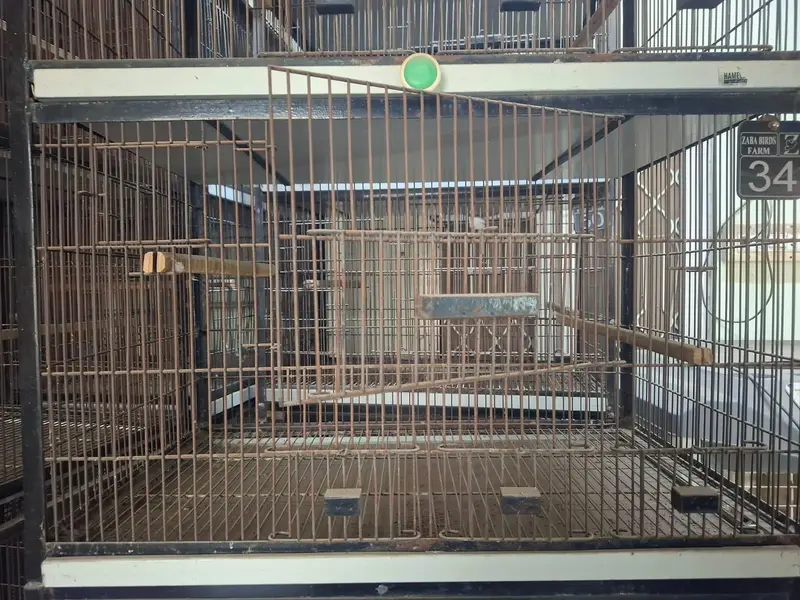 Birds cage | Iron cage | 4 separate boxes | movable | pinjra — photo 4