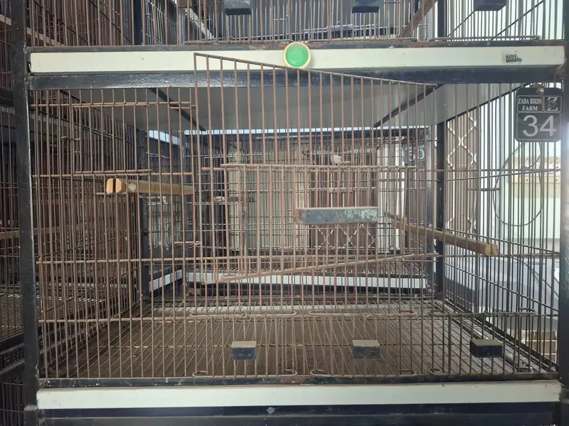 Birds cage | Iron cage | 4 separate boxes | movable | pinjra — photo 5