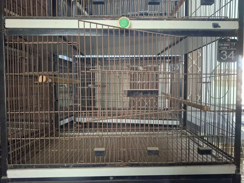 Birds cage | Iron cage | 4 separate boxes | movable | pinjra — photo 6
