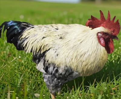 Desi Misri Rooster