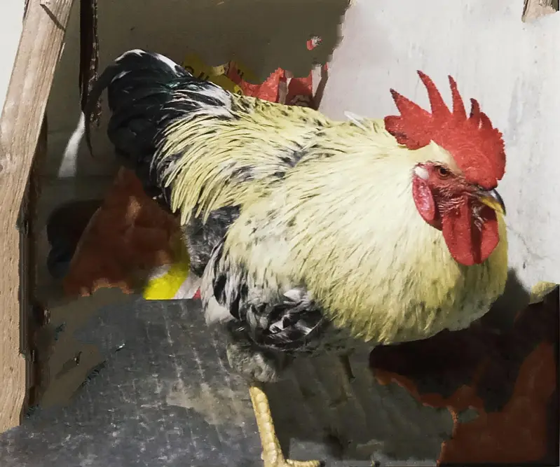 Desi Misri Rooster — photo 2