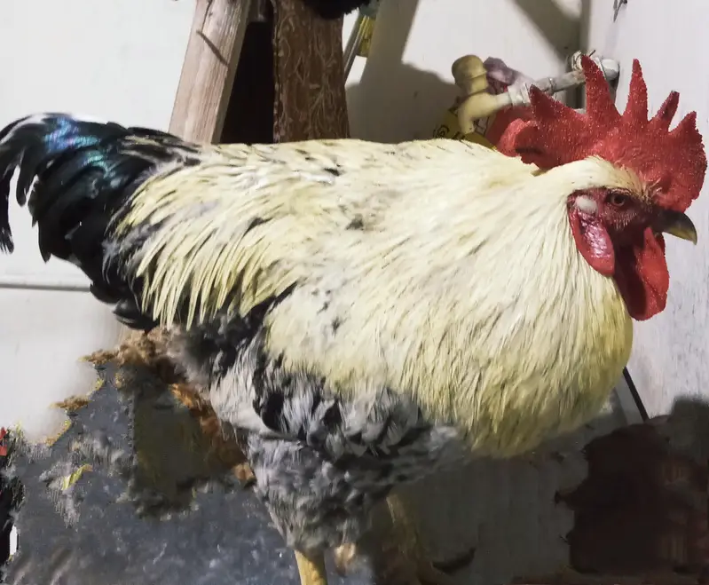 Desi Misri Rooster — photo 3