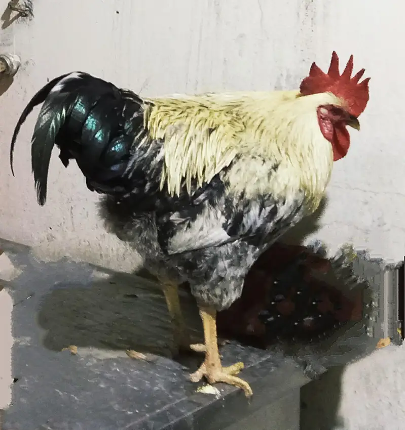 Desi Misri Rooster — photo 4